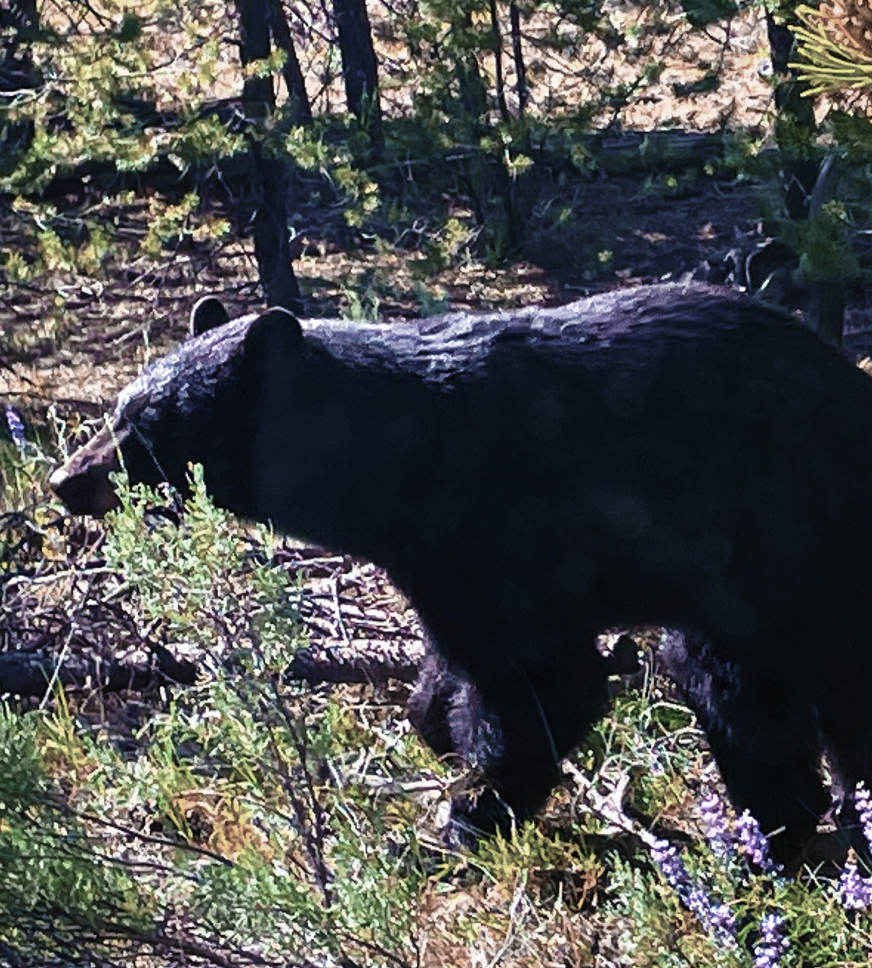 Bear Bear