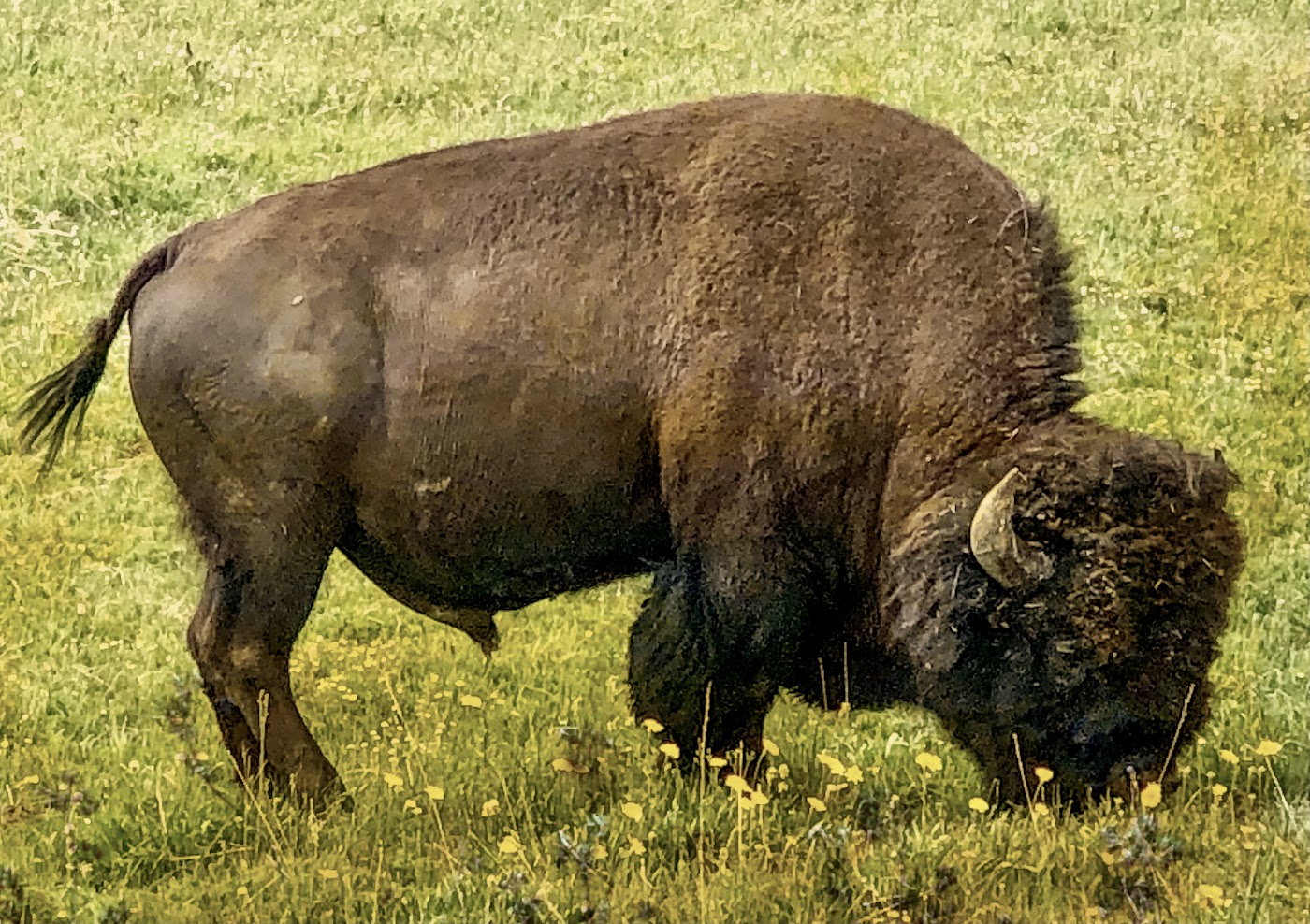 Bison Bison