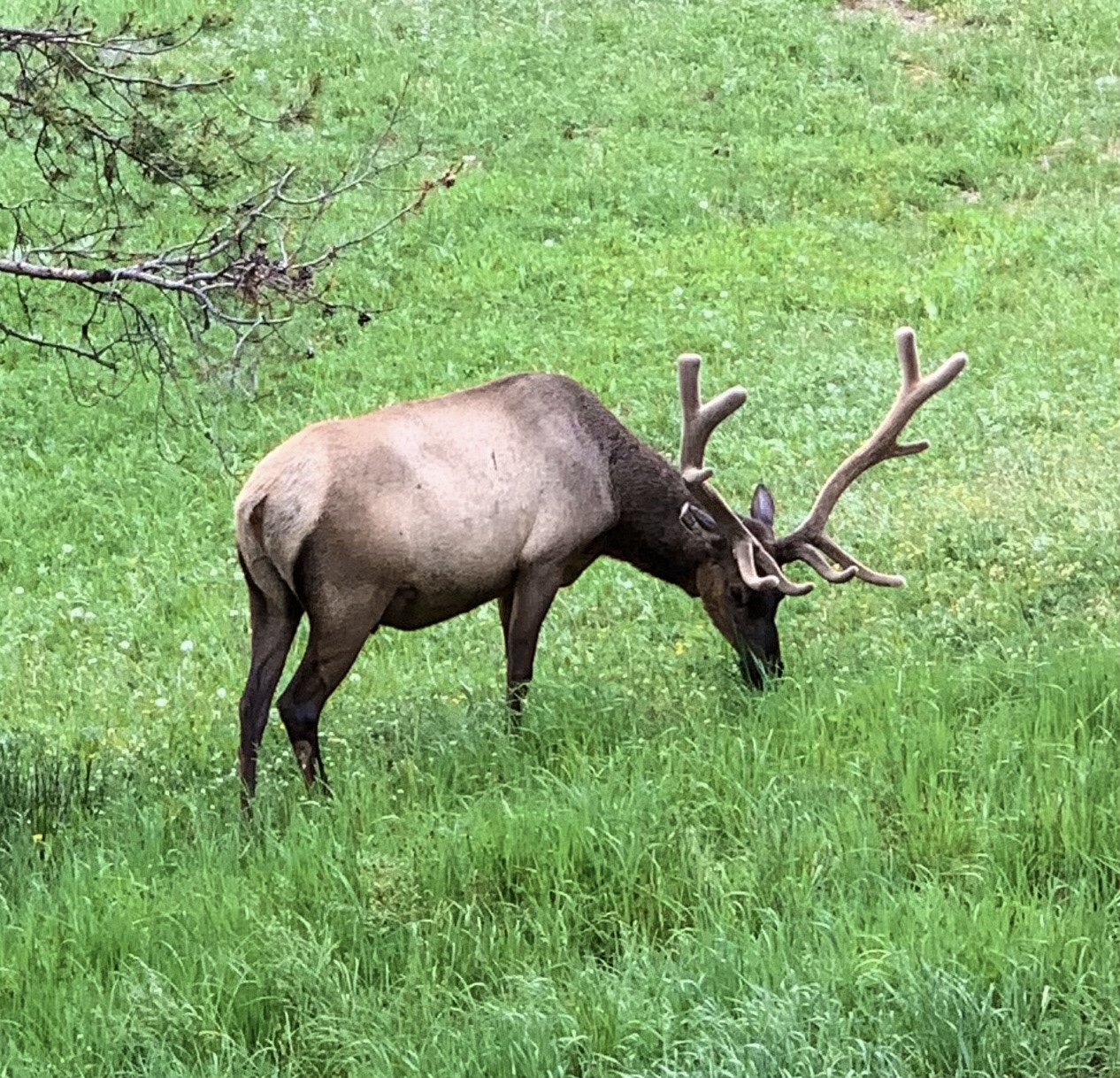 Elk Elk